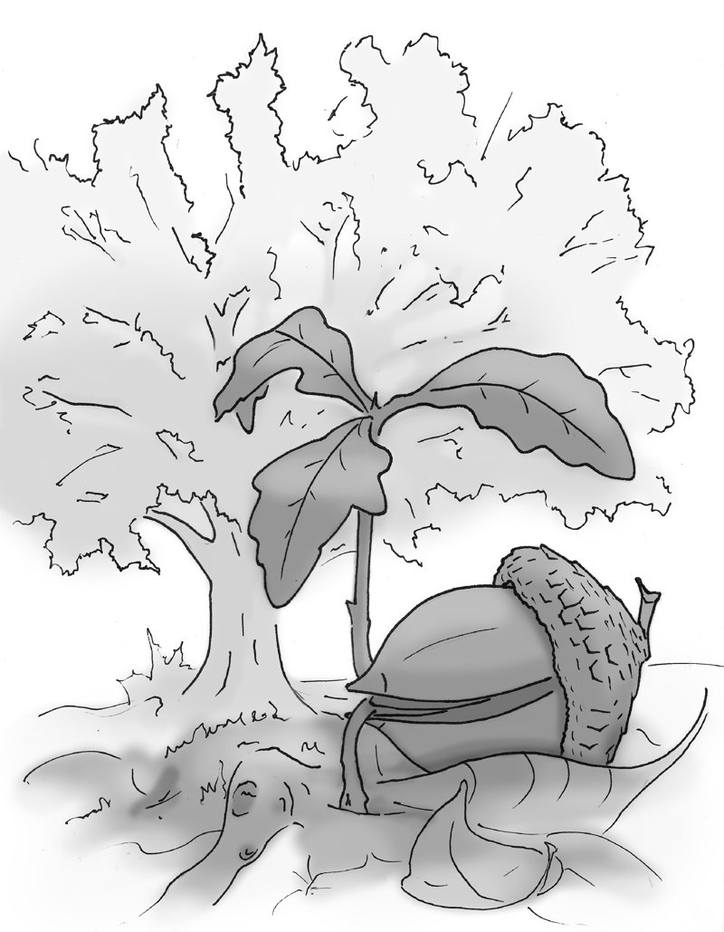 Drawing of a tree with an acorn sprouting into a seedling.